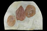 Three Fossil Leaves (Zizyphoides, Beringiaphyllum, Davidia) - Montana #115210-1